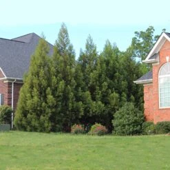 Cryptomeria Radicans -Fast Growing Trees Cryptomeria Radicans 6