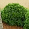 Cryptomeria 'Globosa Nana' Shrub -Fast Growing Trees Cryptomeria Radicans 600x600 99218423 fc21 4960 9e8d 861b80f63d4c