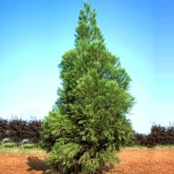Yoshino Japanese Cedar -Fast Growing Trees Cryptomeria Yoshino 1