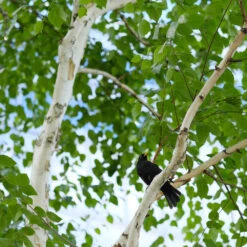 Dakota Pinnacle Birch Tree 9 Dakota Pinnacle Birch Tree -Fast Growing Trees Dakota Pinnacle Birch 5