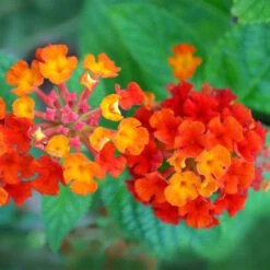 Dallas Red Lantana -Fast Growing Trees Dallas Red lantana 7 FGTjpg