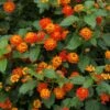 Dallas Red Lantana -Fast Growing Trees Dallas Red lantana FGT 600x600 9259de82 fa99 437e 9033 05b9b734c26f