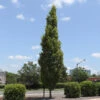 DannaSpire Columnar Elm Tree -Fast Growing Trees Danaspire Elm 600x600 4961af7f dea7 40b3 82eb c3bc4c66c411