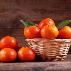 Dancy Tangerine Tree 10 Dancy Tangerine Tree -Fast Growing Trees Dancy Tangerine 1 FGT