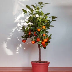 Dancy Tangerine Tree 9 Dancy Tangerine Tree -Fast Growing Trees Dancy Tangerine 2 FGT