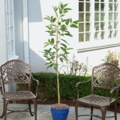 Condo™ Avocado Tree -Fast Growing Trees Day Condo Avocado 1