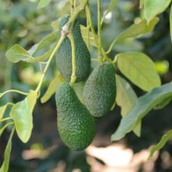 Condo™ Avocado Tree -Fast Growing Trees Day Condo Avocado 4