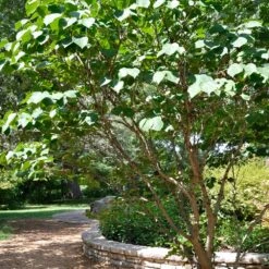 Don EGolf Redbud Tree -Fast Growing Trees Don E Golf Redbud 1