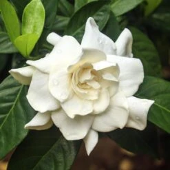 Double Blooming Gardenia Tree -Fast Growing Trees Double Blooming Gardenia 3 FGT