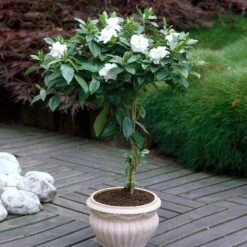 Double Blooming Gardenia Tree -Fast Growing Trees Double Blooming Gardenia 6 FGT