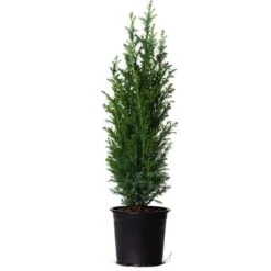 Dwarf Italian Cypress -Fast Growing Trees Dwarf Italian Cypress 800 Mainimage FGT
