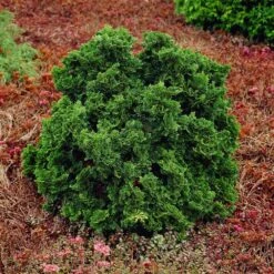 Dwarf Hinoki Cypress Shrub -Fast Growing Trees Dwarf Hinoki Cypress 1