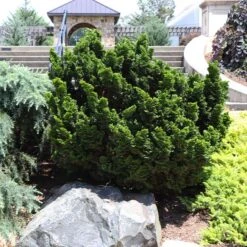 Fast Growing Trees 28 Dwarf Hinoki Cypress Shrub