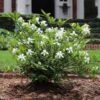 Dwarf Radicans Gardenia -Fast Growing Trees Dwarf Radicans Gardenia FGT 600x600 0183027c c1d4 4850 ac73 648c9724bd76