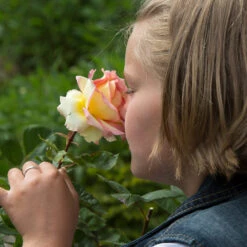 Euphoria® Rose Shrub 9 Euphoria® Rose Shrub -Fast Growing Trees EUphoria Rose Tree 1