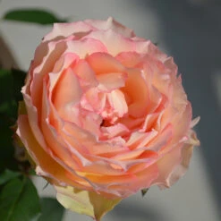 Euphoria® Rose Shrub 10 Euphoria® Rose Shrub -Fast Growing Trees EUphoria Rose Tree 2