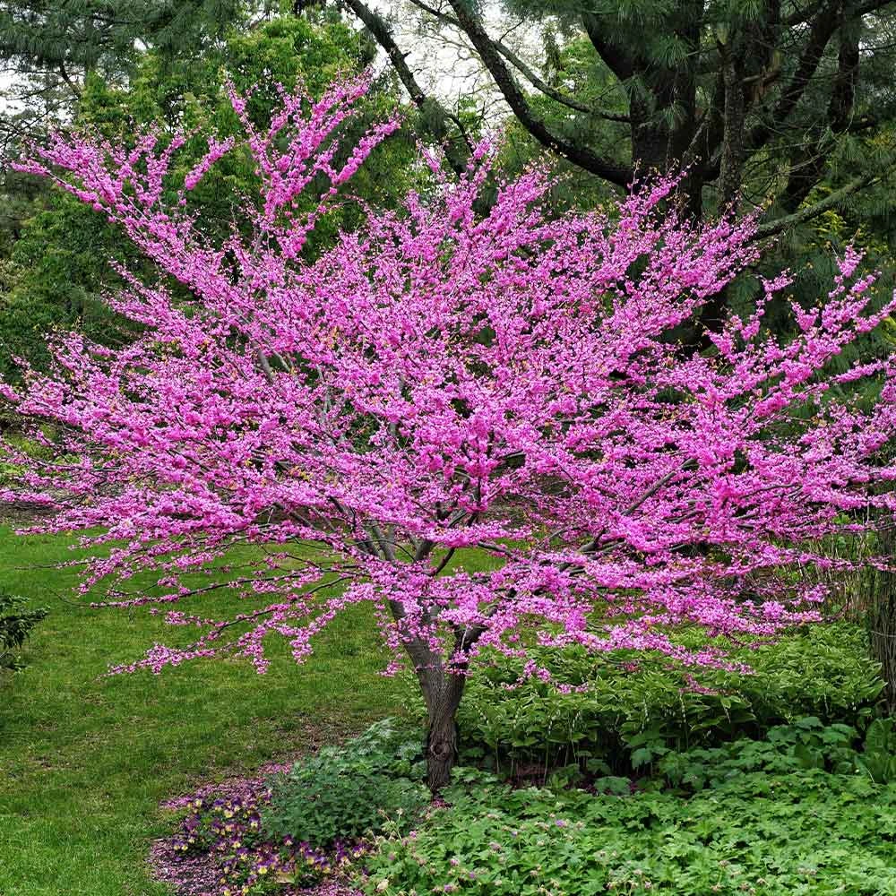 Eastern Redbud 4 Eastern Redbud - Image 2