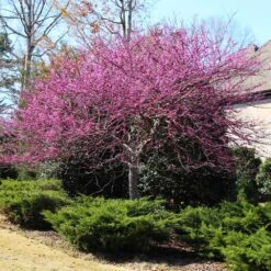 Eastern Redbud 11 Eastern Redbud -Fast Growing Trees Eastern Redbud 3