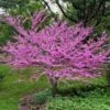 Eastern Redbud -Fast Growing Trees Eastern Redbud FGT 600x600 5676e569 3a04 4cdf b06a 7047e5db4442