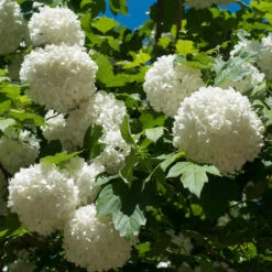 Eastern Snowball Bush -Fast Growing Trees Eastern Snowball 3 FGT