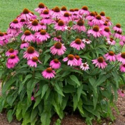 PowWow® Wild Berry Coneflower (Echinacea) -Fast Growing Trees Echinacea Pow Wow Wildberry 1