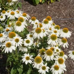 PowWow® White Coneflower (Echinacea) -Fast Growing Trees Echinacea PowWow WHite 2