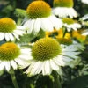 PowWow® White Coneflower (Echinacea) 2 PowWow® White Coneflower (Echinacea) -Fast Growing Trees Echinacea PowWow WHite 600x600 4bf42975 0221 4d4c bf26 2b015bfb0f3a