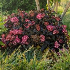 Eclipse® Bigleaf Hydrangea 15 Eclipse® Bigleaf Hydrangea -Fast Growing Trees Eclipse Mophead 5