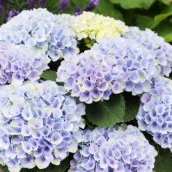 Elizabeth Ashley Hydrangea Shrub -Fast Growing Trees Elizabeth Ashley 1
