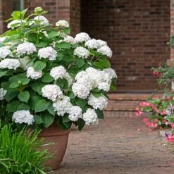 Endless Summer® Blushing Bride Bigleaf Hydrangea Shrub -Fast Growing Trees Endless Summer Blushing Bride 3 FGT