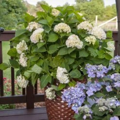 Endless Summer® Blushing Bride Bigleaf Hydrangea Shrub -Fast Growing Trees Endless Summer Blushing Bride 5