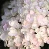 Endless Summer® Blushing Bride Bigleaf Hydrangea Shrub -Fast Growing Trees Endless Summer Blushing Bride FGT 600x600 0ebe554a 6f66 4976 a54a 228202945329