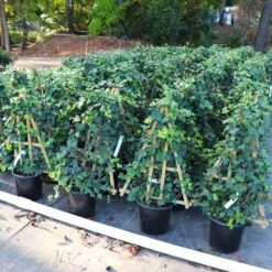 English Ivy Vine 9 English Ivy Vine -Fast Growing Trees English Ivy 5