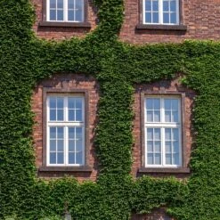 English Ivy Vine 8 English Ivy Vine -Fast Growing Trees English Ivy 2 FGT