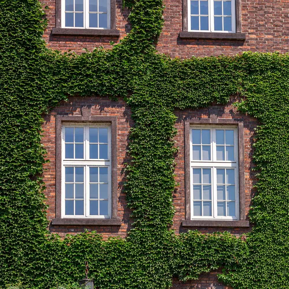 English Ivy Vine 5 English Ivy Vine - Image 3