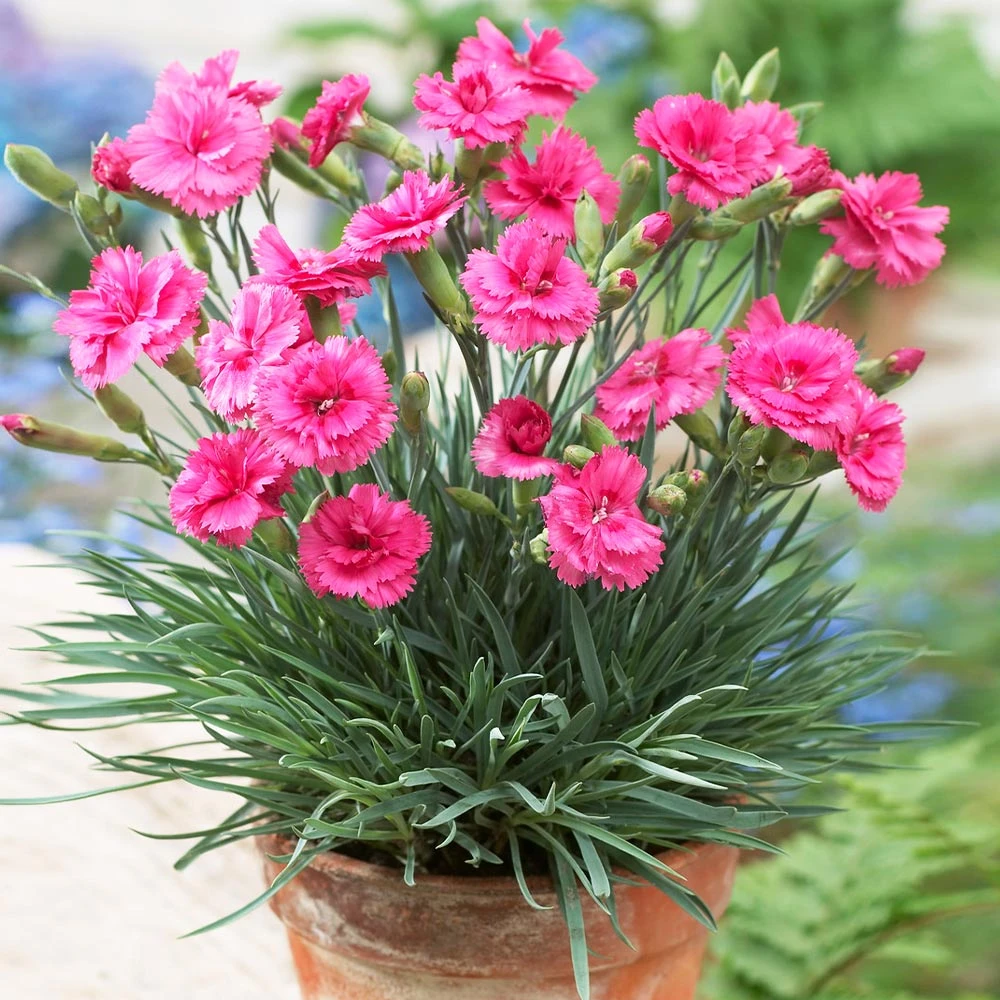 Scent First® Eternity Dianthus Plant 4 Scent First® Eternity Dianthus Plant - Image 2