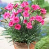 Scent First® Eternity Dianthus Plant -Fast Growing Trees Eternity Dianthus 600x600 9a3a8ce8 7f38 480f 88b0 75bdfac7e163