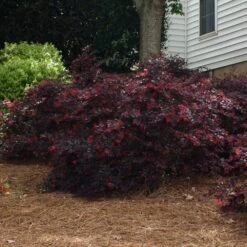 'Ever Red' Loropetalum -Fast Growing Trees Ever Red Lorepetalum 2