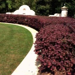 'Ever Red' Loropetalum -Fast Growing Trees Ever Red Lorepetalum 3