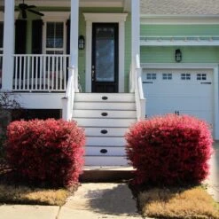 'Ever Red' Loropetalum -Fast Growing Trees Ever Red Lorepetalum 4