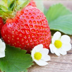 Everbearing Strawberry - USDA Organic -Fast Growing Trees Everbearing Strawberry 3 FGT d3338e88 8339 4e56 9059 0189b64ead59