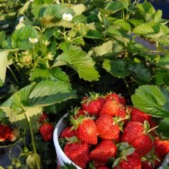 Everbearing Strawberry -Fast Growing Trees Everbearing Strawberry 6 BB