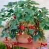 Everbearing Strawberry 2 Everbearing Strawberry -Fast Growing Trees Everbearing Strawberry FGT 600x600 d3ea4566 ff7c 47fc bfc2 575f68c20c87