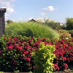 Everlasting® Crimson Ruby Hydrangea Shrub -Fast Growing Trees Everlasting Crimson Ruby 1