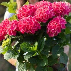 Everlasting® Crimson Ruby Hydrangea Shrub -Fast Growing Trees Everlasting Crimson Ruby 4