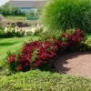 Everlasting® Crimson Ruby Hydrangea Shrub -Fast Growing Trees Everlasting Crimson Ruby FGT 600x600 c96daa38 25e0 4479 82e2 43e6cd49daaf
