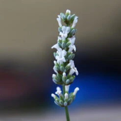 Lavender Exceptional™ -Fast Growing Trees Exceptional Lavender 2