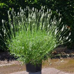 Lavender Exceptional™ -Fast Growing Trees Exceptional Lavender 4