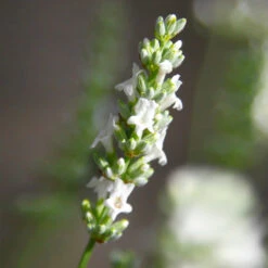 Lavender Exceptional™ -Fast Growing Trees Exceptional Lavender 5