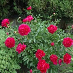 Felix Crousse Peony 7 Felix Crousse Peony -Fast Growing Trees Felix Crousse Peony 1